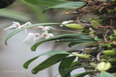 Dendrobium nanum